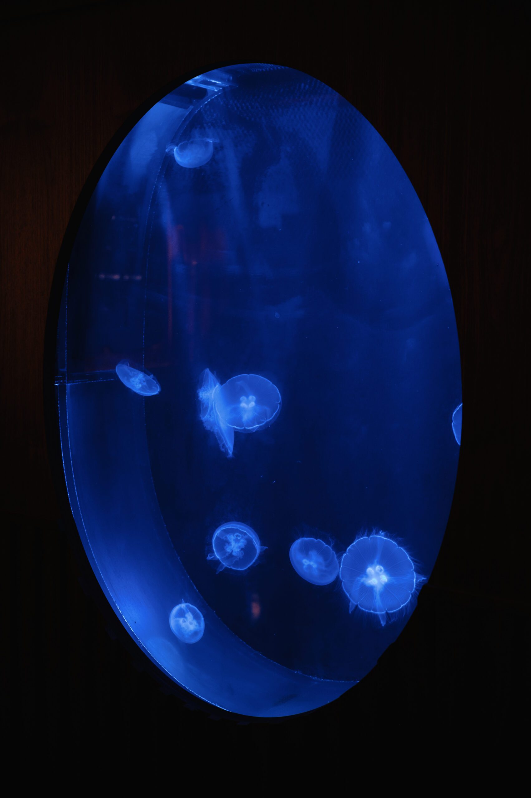  LucidWild Estate Jellies