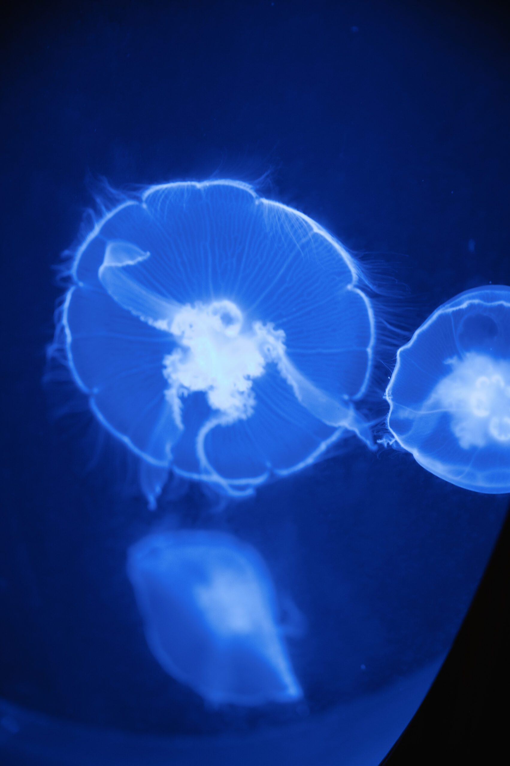 Jellies at LucidWild Estate winery
