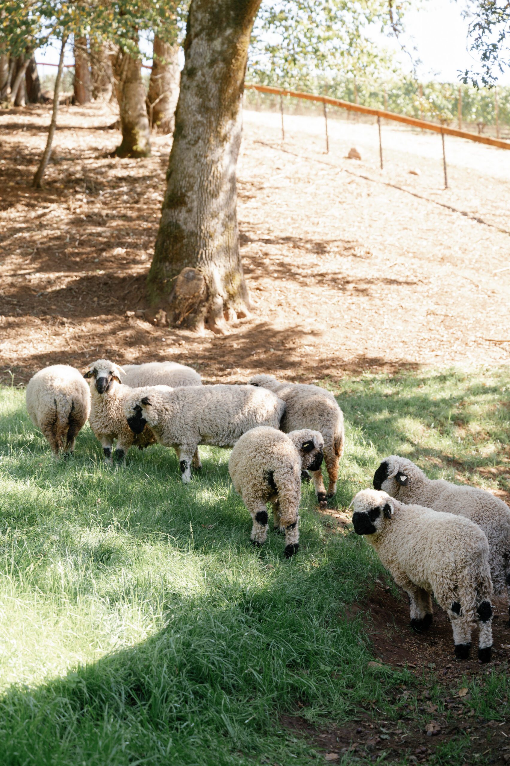 The barns at LucidWild Estate vineyard